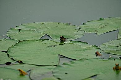 2D横版动作 《LAPIN》8月30日steam＆Xbox发售 